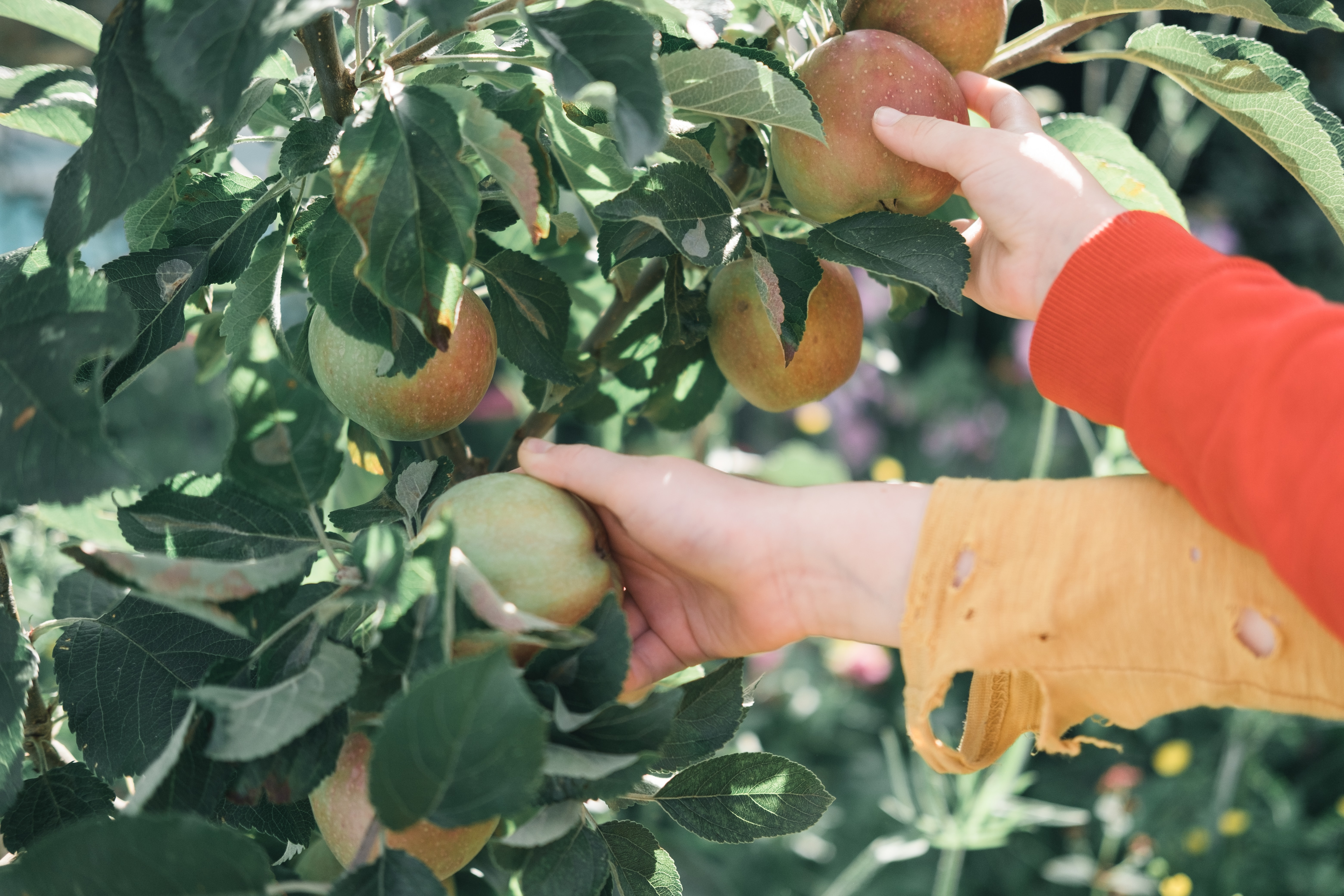 Rosh HaShanah Resource Collection | The Jewish Educator Portal