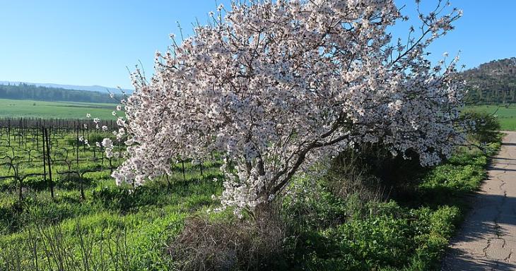 Tree in flower