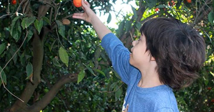 Boy picking fruit from tree