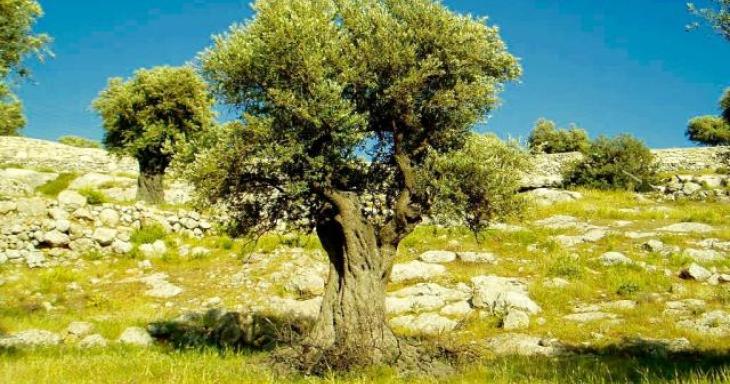 Olive tree in Israel