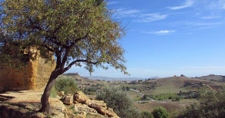 Olive tree with dry land in background