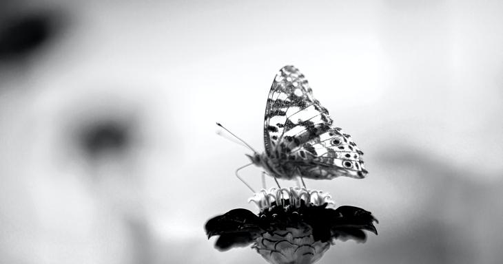 Butterfly in black and white