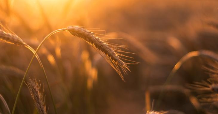 Wheat field at sunsut