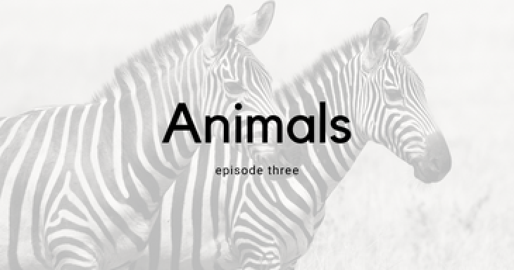 Hebrew School Podcast: Animals