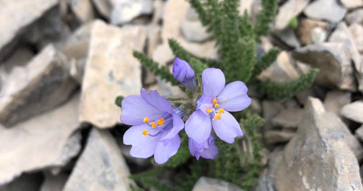 Flower thriving between cracks in stone