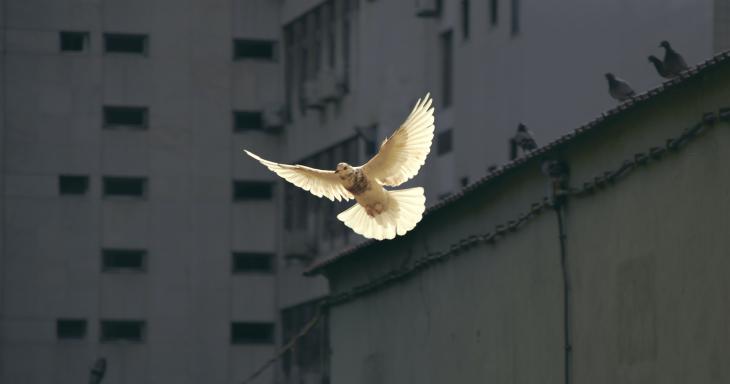 White dove in a city sky