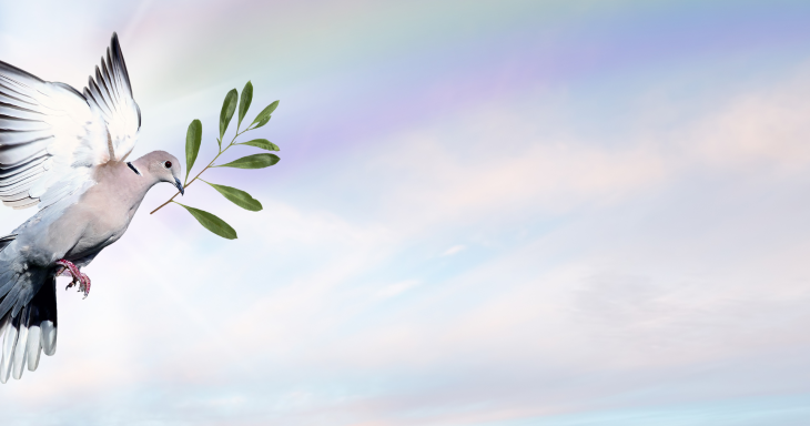 A dove flies through the sky with an olive branch in its mouth and a rainbow in the background