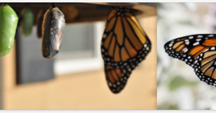 Two chrysalis are hanging next to each other with a monarch butterfly hanging as the third in the row