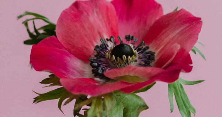 A red anemone flower.