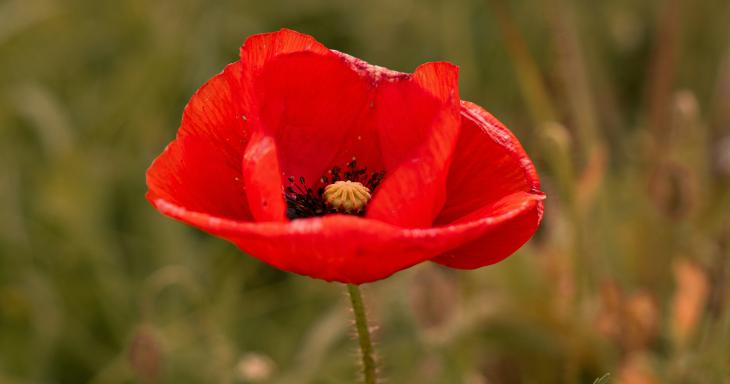 red anemone