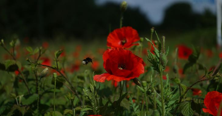 red anemone