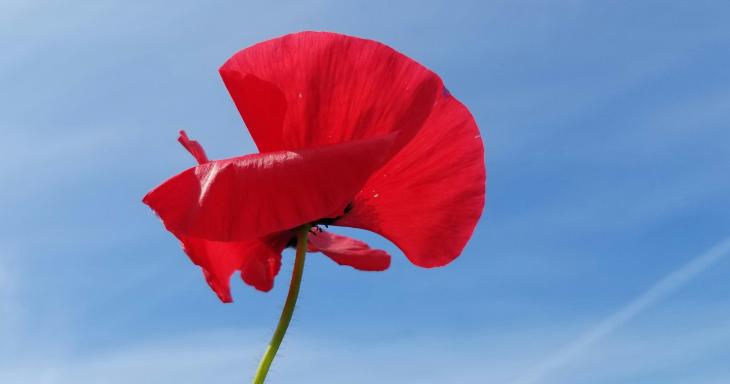 red anemone