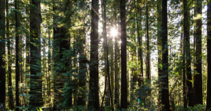 redwood tree forest