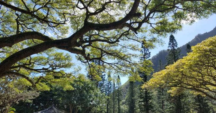 Forest scene