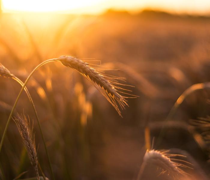 Wheat field at sunsut