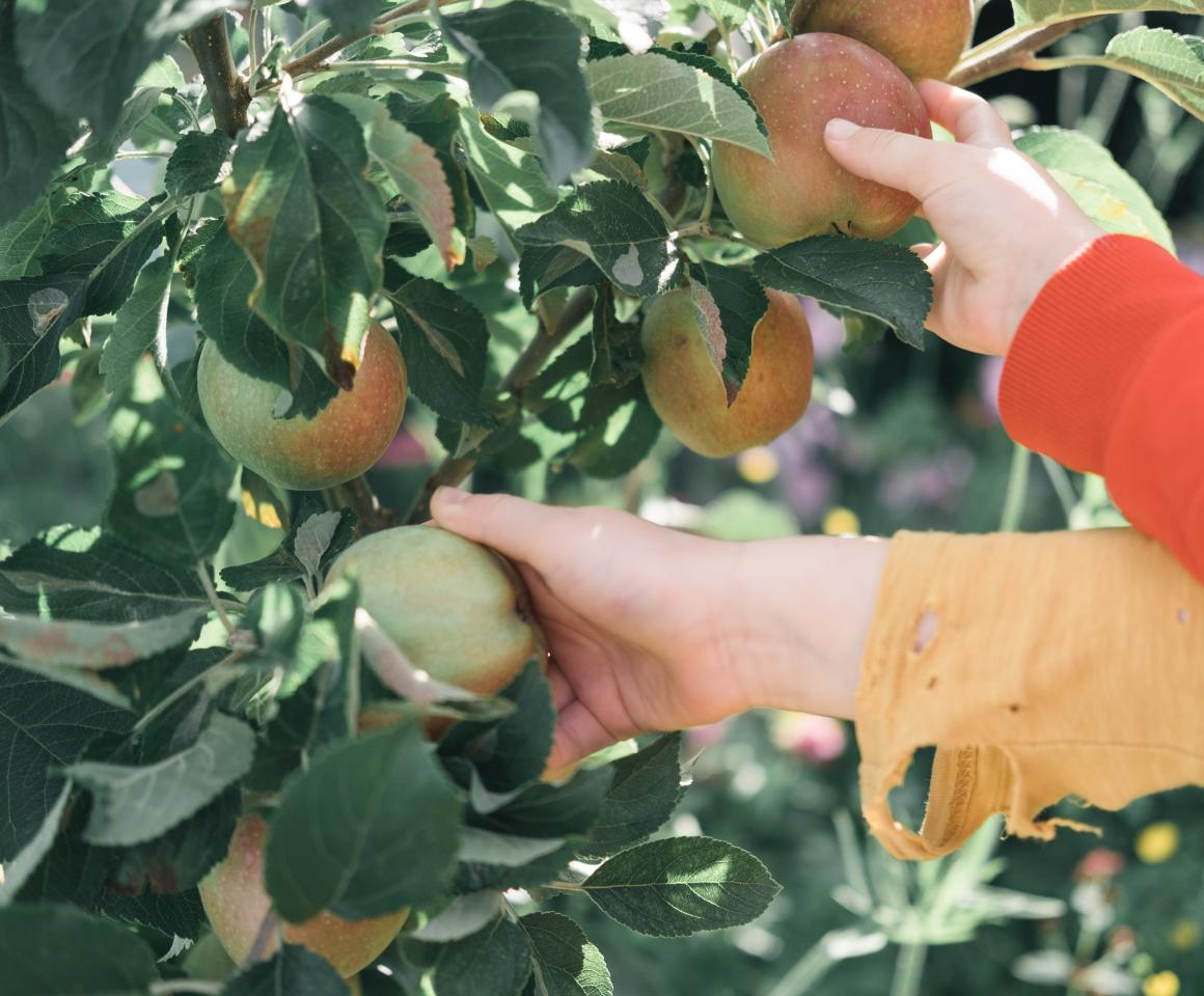 Children picking apples