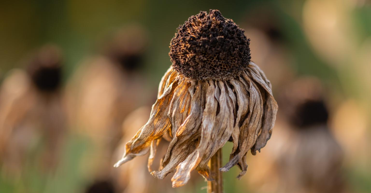 Dead flower