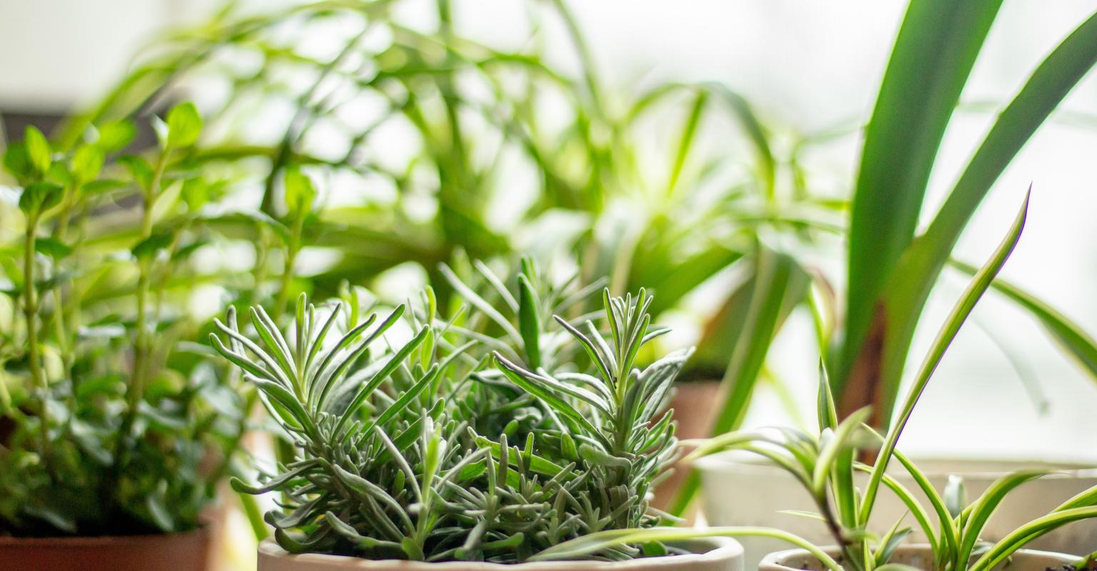 Israel Herb Garden Image