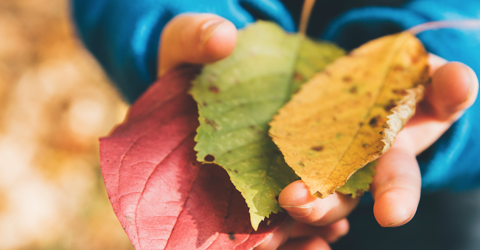 School's Out - Lessons From A Forest Kindergarten Image