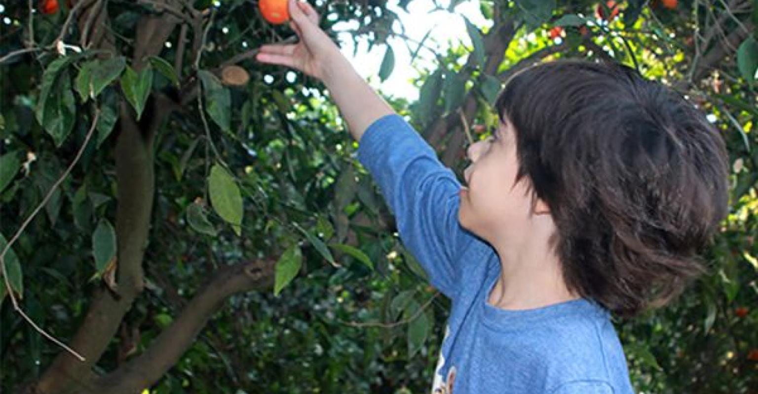 Boy picking fruit from tree