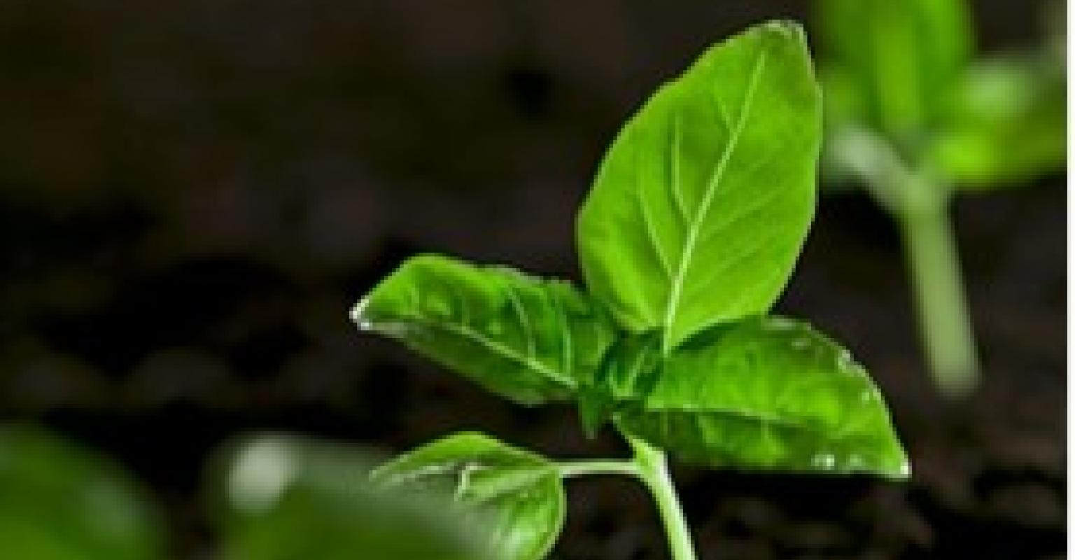 New leaf growing
