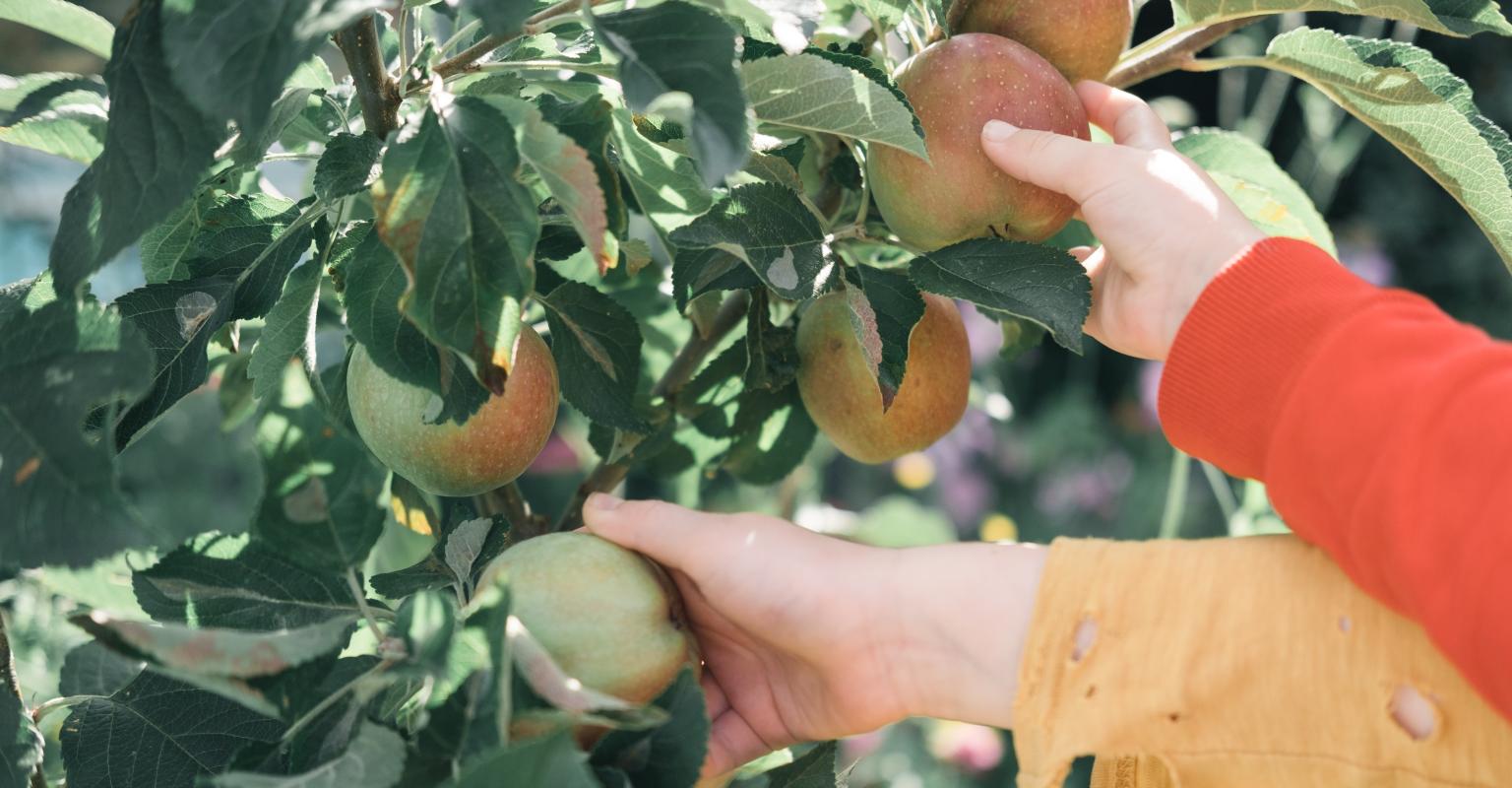 Children picking apples