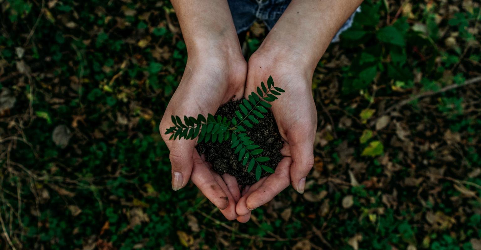Hands holding a small plant and dirt