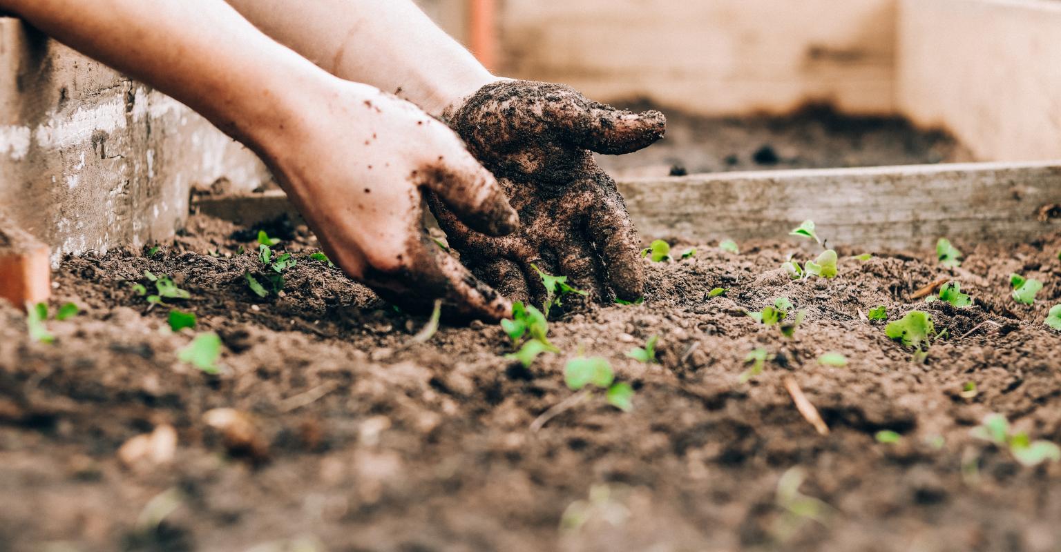 Hands planting in dirt