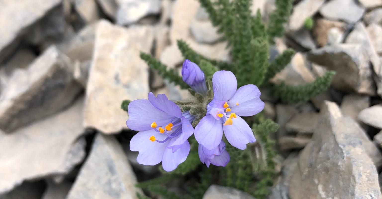 Flower thriving between cracks in stone