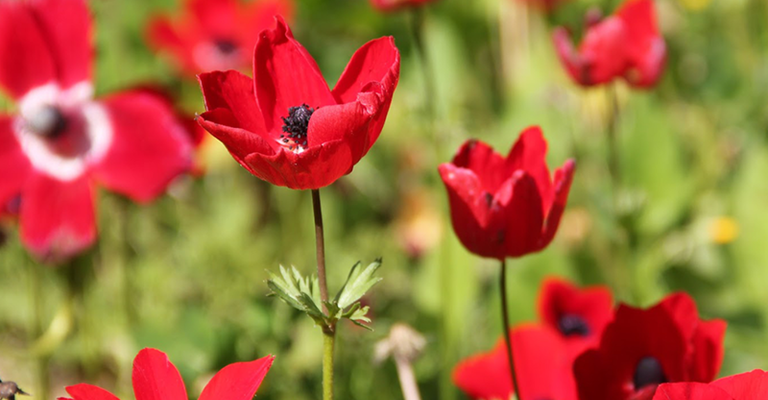 Imagery of Beauty and Pain