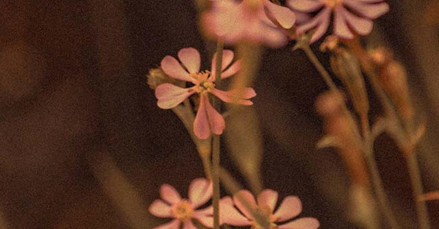 Special Delivery from the Front Lines