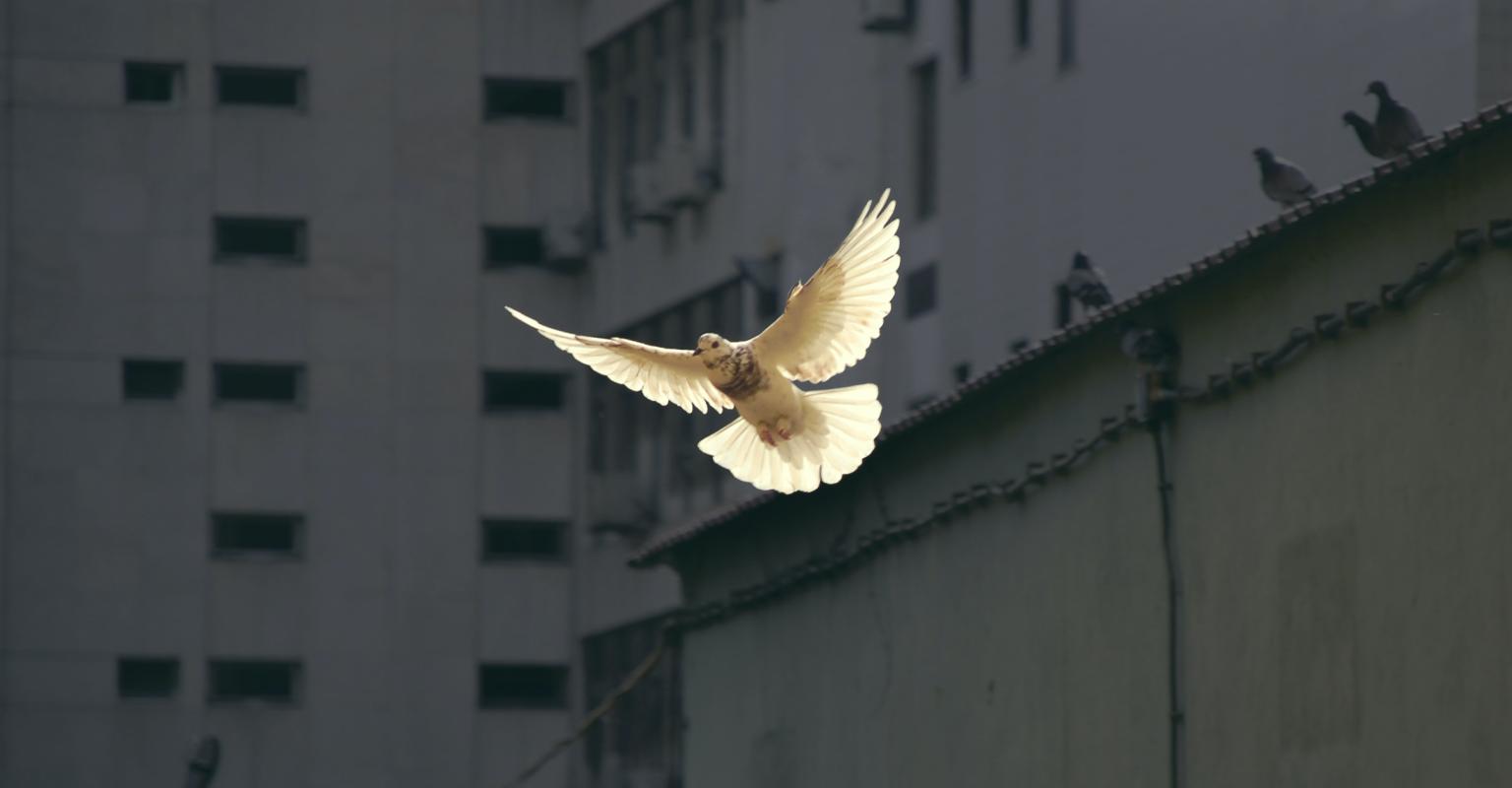 bird