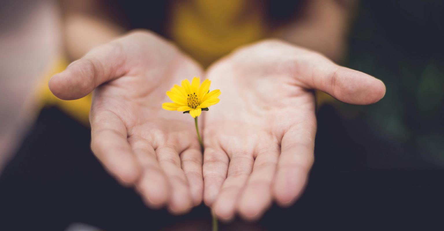 Hand holding yellow flower