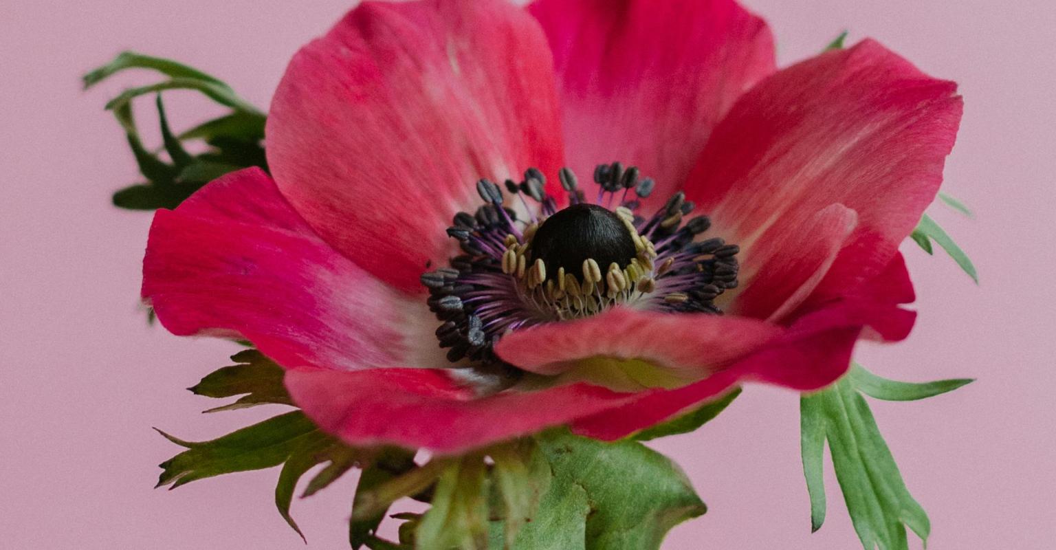 A red anemone flower. 