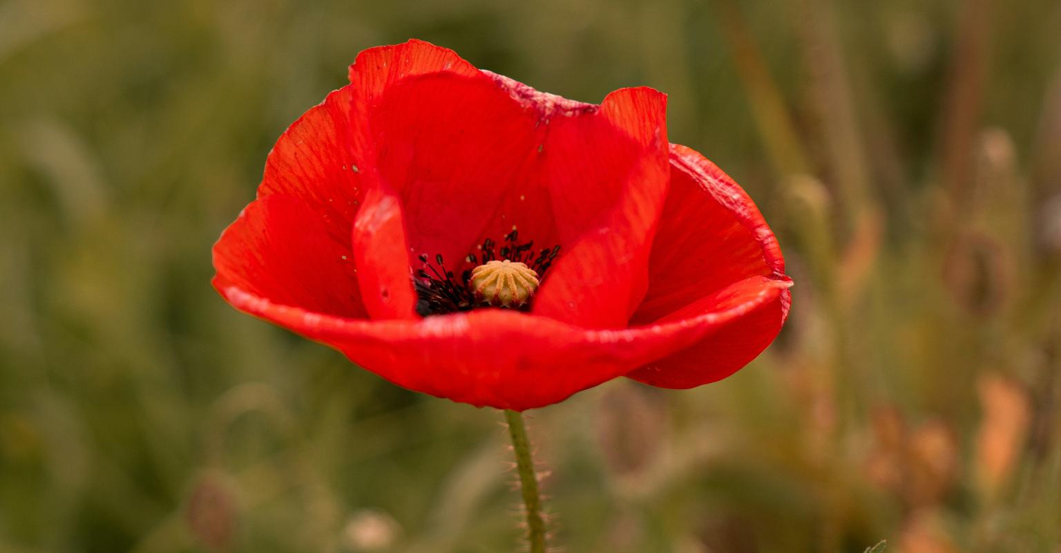 red anemone