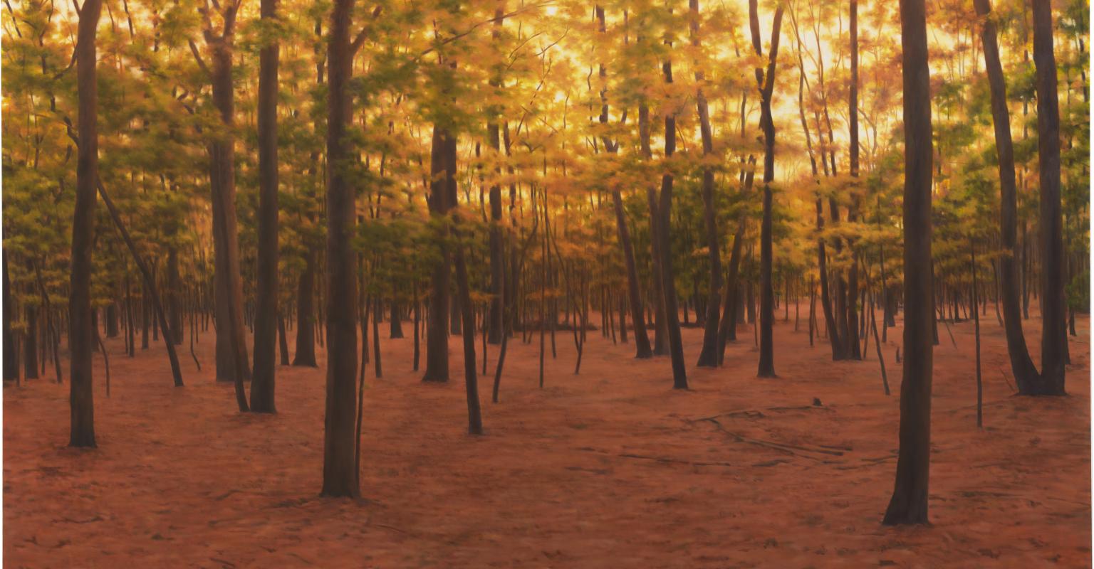 Trees and Jewish Thought--a forest of trees during autumn with fallen leaves.
