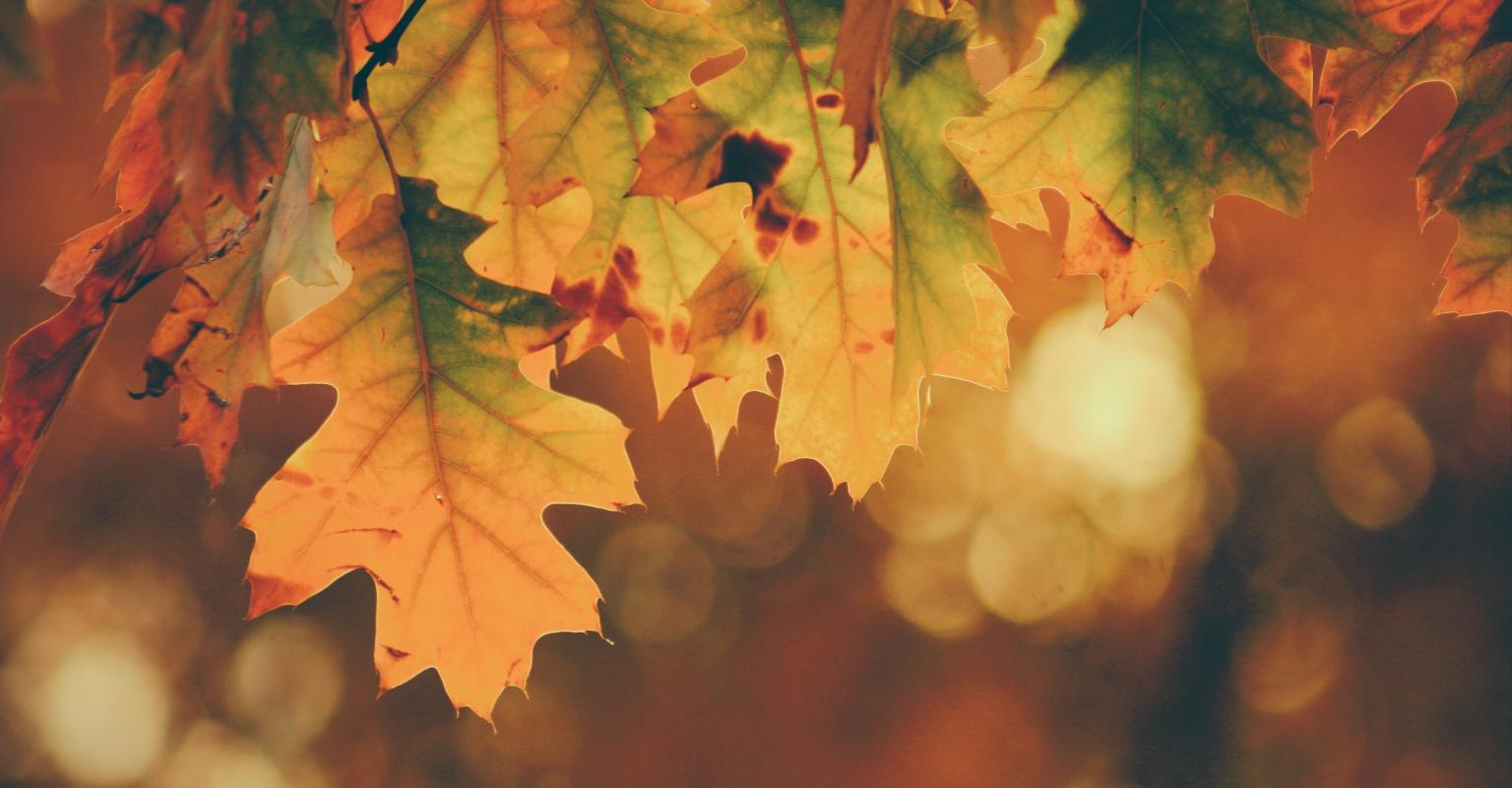 leaves