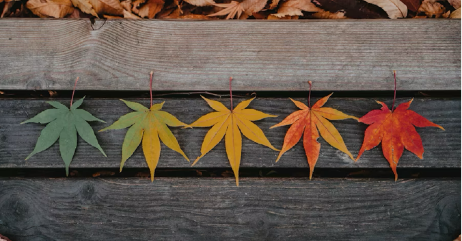 Five leaves of varying colors - representing the change of seasons - are lined up on a wooden bench.