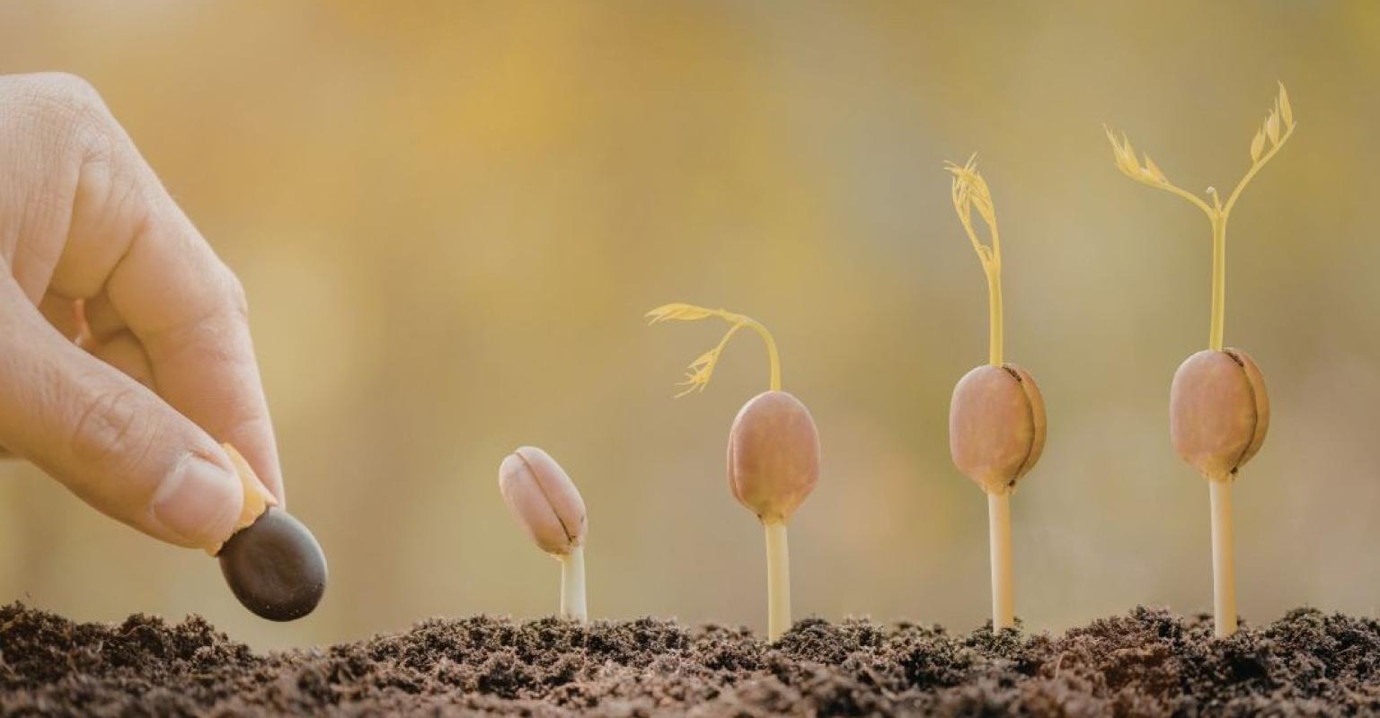 Growing stages of a planted seed