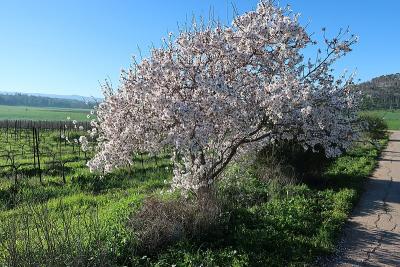 Tree in flower