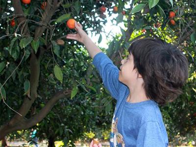 Boy picking fruit from tree