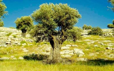Olive tree in Israel