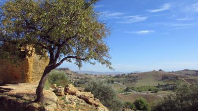 Olive tree with dry land in background