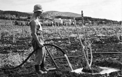 Man Watering Plants on Kibbutz