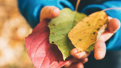 School's Out - Lessons From A Forest Kindergarten Image