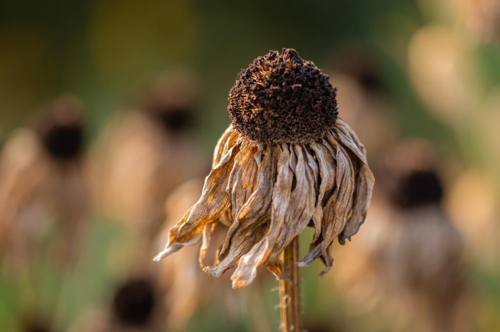 Dead flower