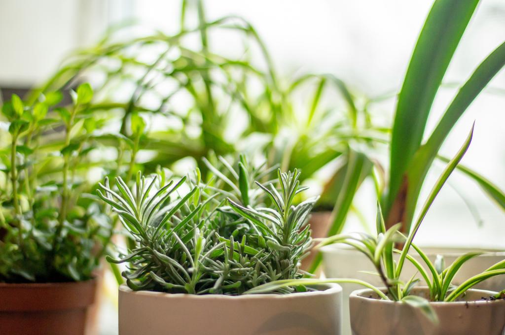 Israel Herb Garden Image