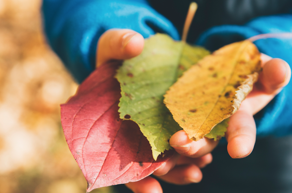 School's Out - Lessons From A Forest Kindergarten Image