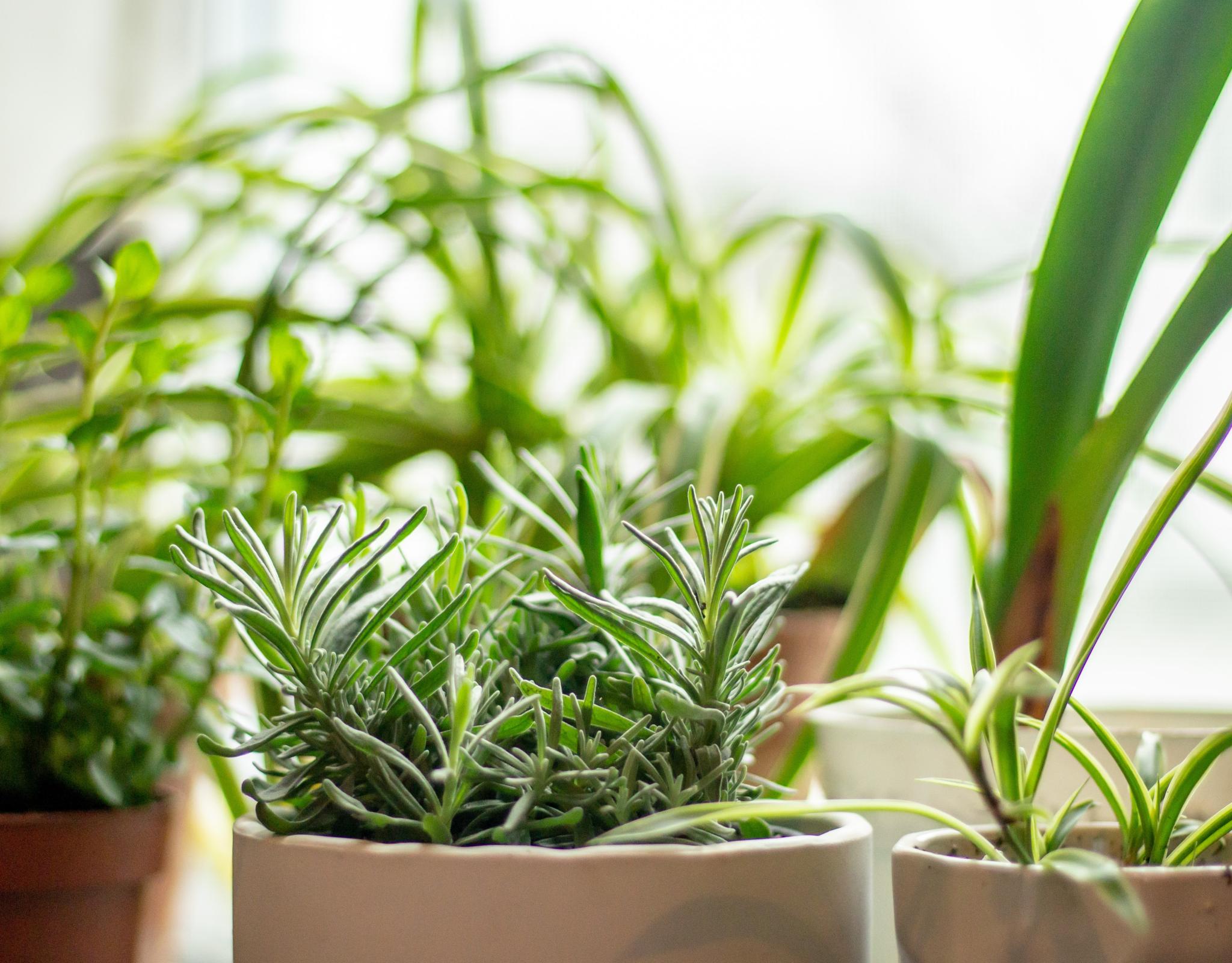 Israel Herb Garden Image