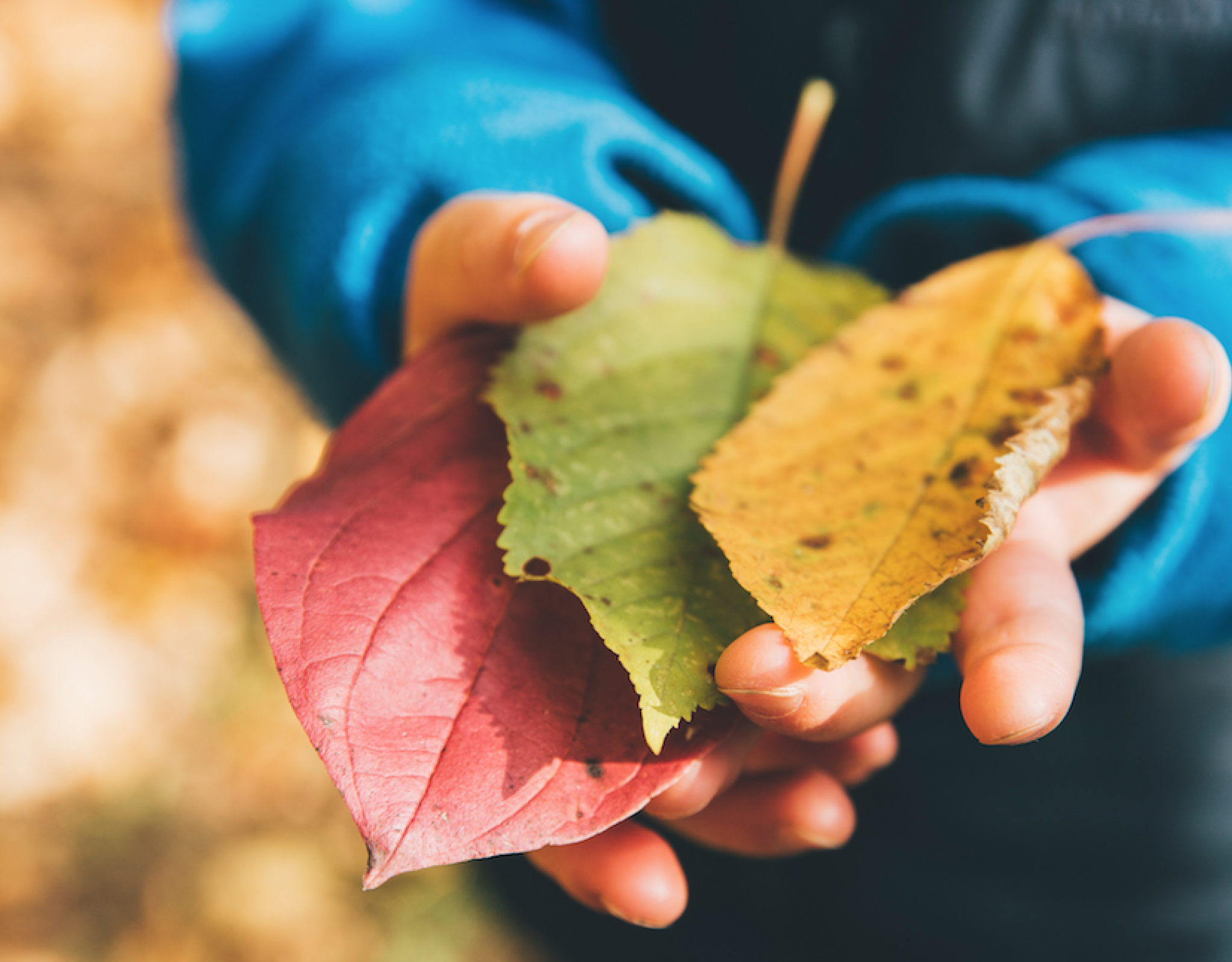 School's Out - Lessons From A Forest Kindergarten Image